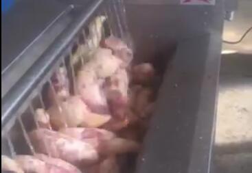 根莖類全自動洗菜機-紅薯、馬鈴薯智能洗菜機